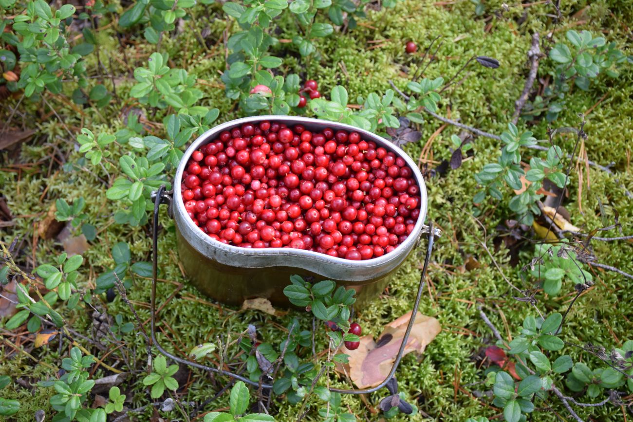 Image of Vaccinium vitis-idaea specimen.