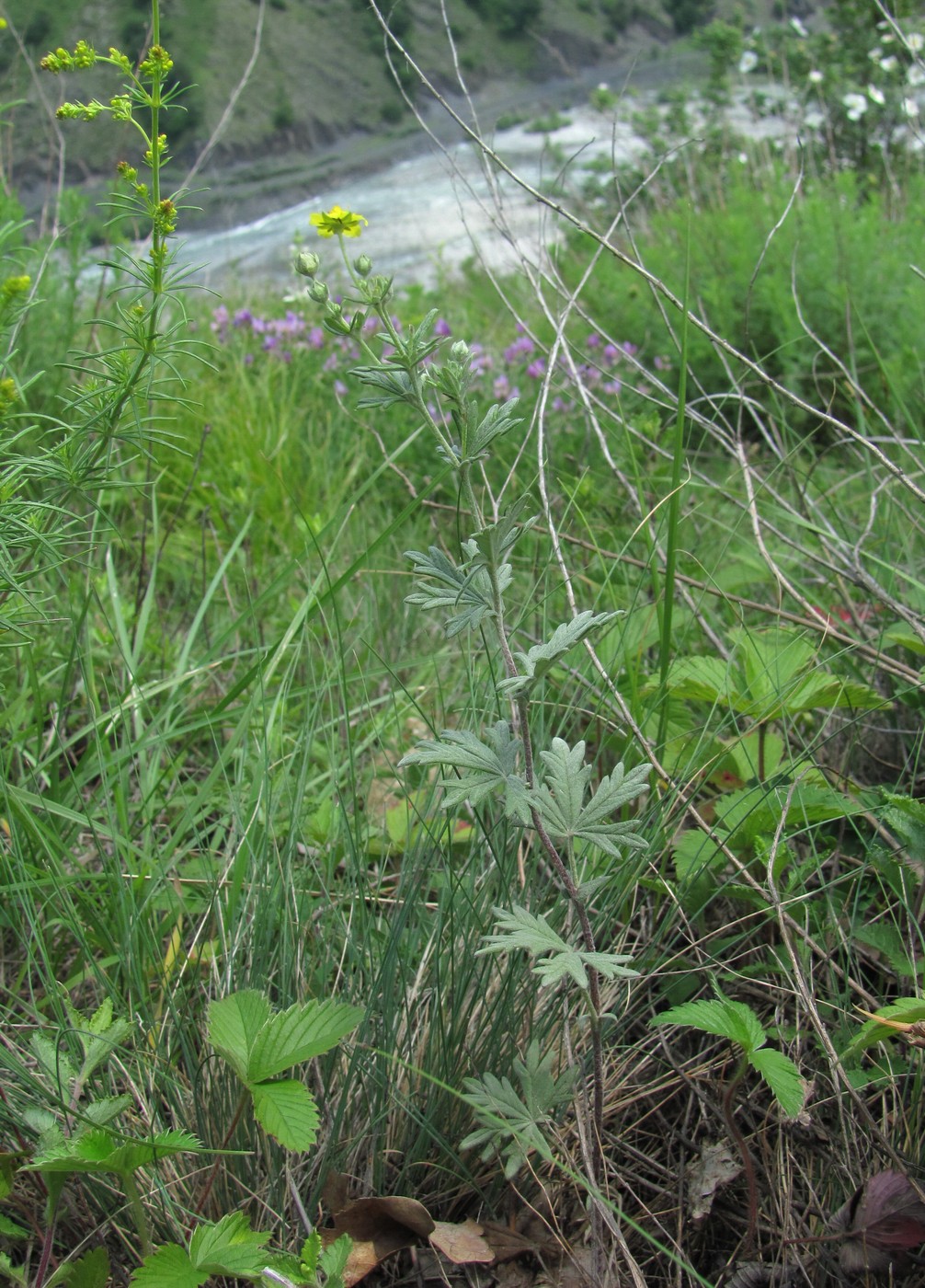 Image of Potentilla argentea specimen.