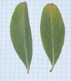 Gymnosporia senegalensis