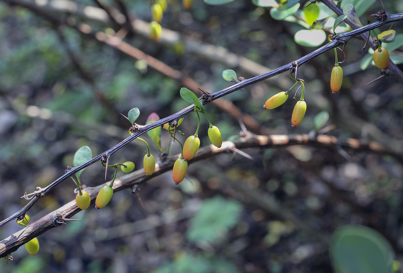 Изображение особи Berberis thunbergii.