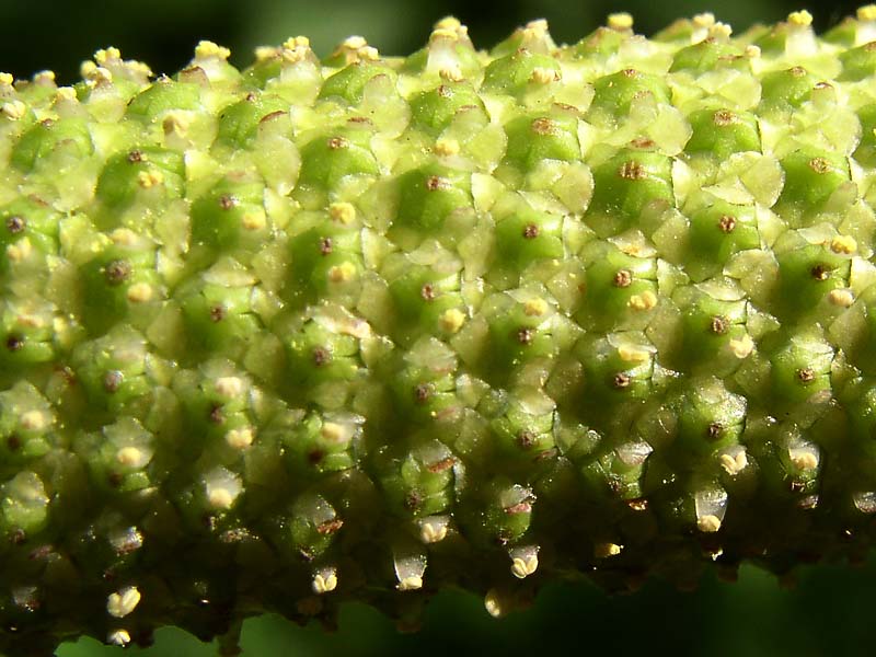 Image of Acorus calamus specimen.