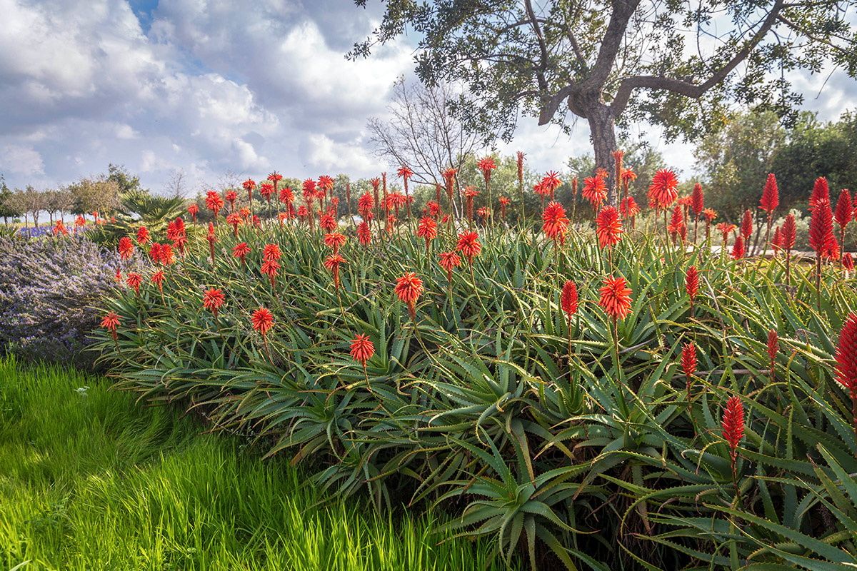 Image of Aloe arborescens specimen.