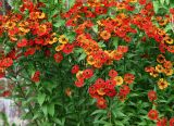 Helenium autumnale