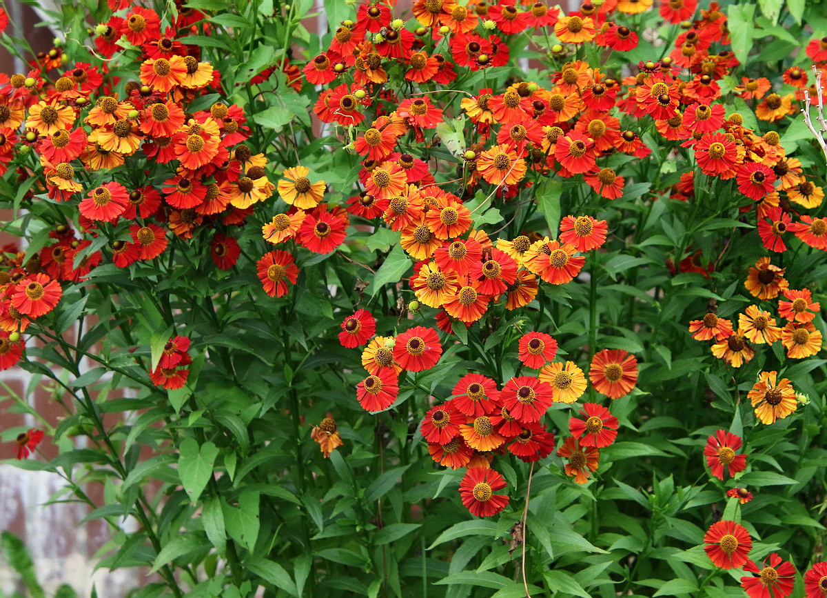 Image of Helenium autumnale specimen.