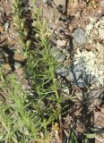 Veronica pinnata