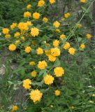 Kerria japonica var. pleniflora