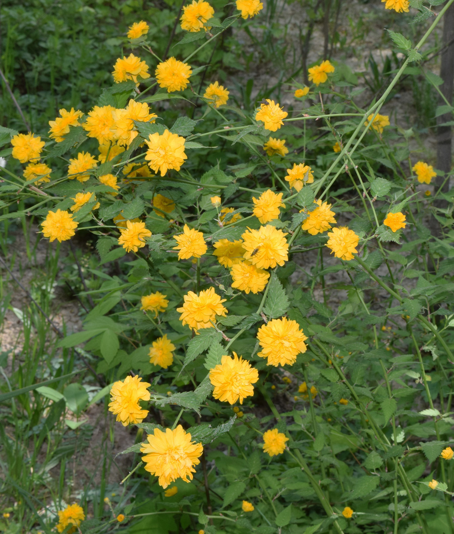 Image of Kerria japonica var. pleniflora specimen.