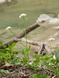 Cardamine tenera