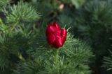 Paeonia tenuifolia