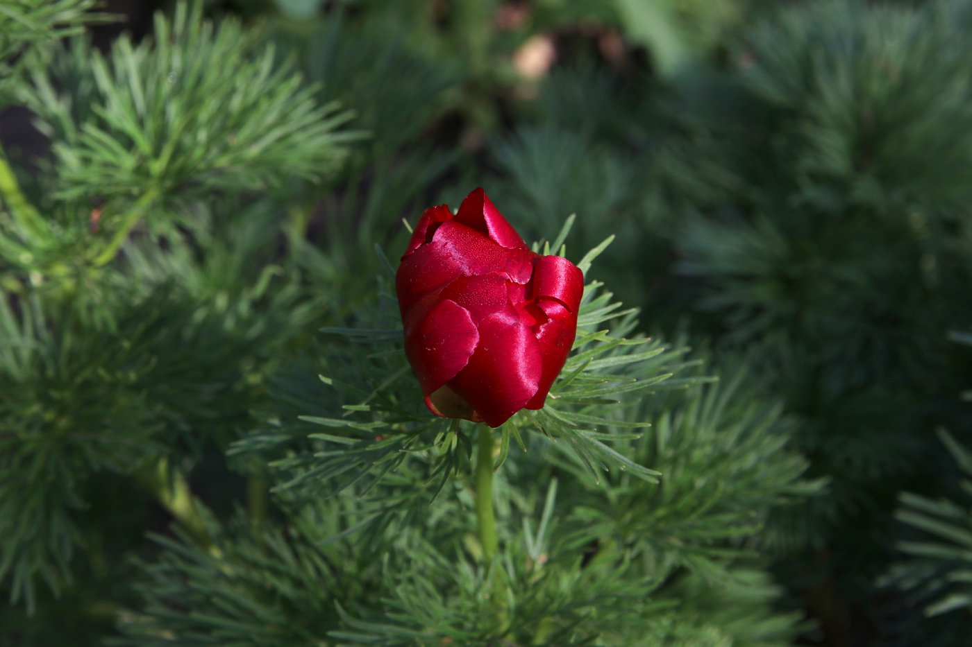 Image of Paeonia tenuifolia specimen.