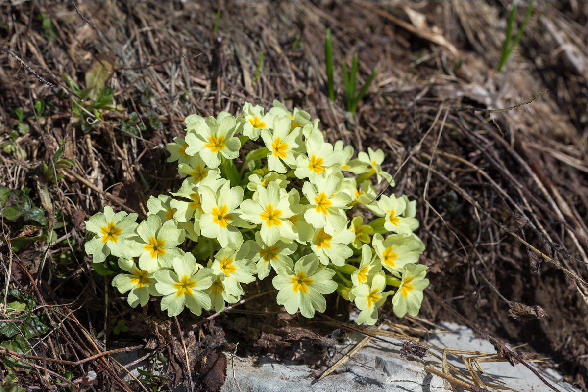 Изображение особи Primula vulgaris.