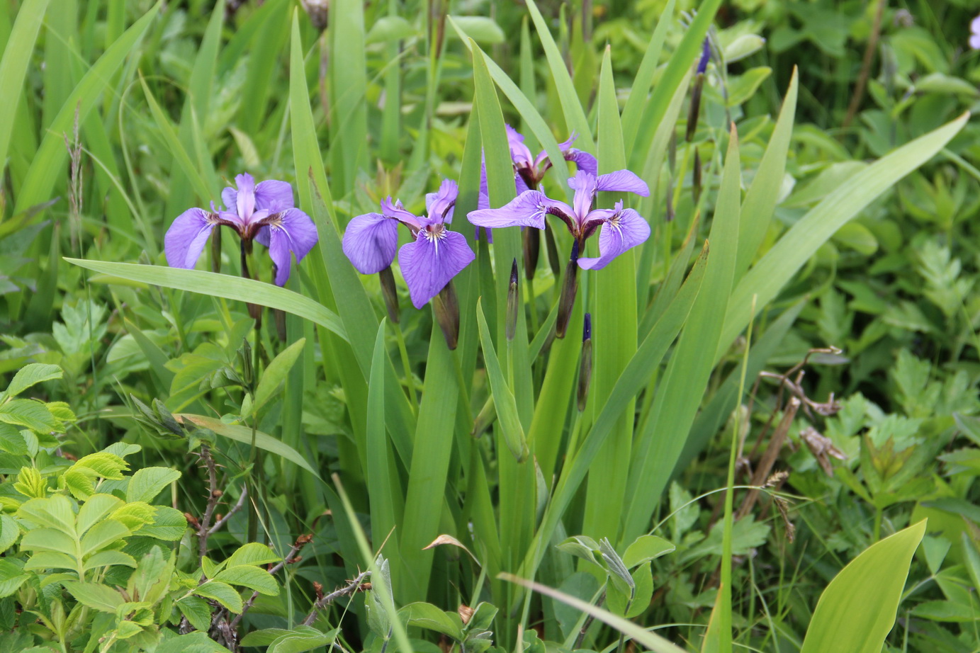 Image of Iris setosa specimen.