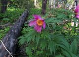 Paeonia anomala