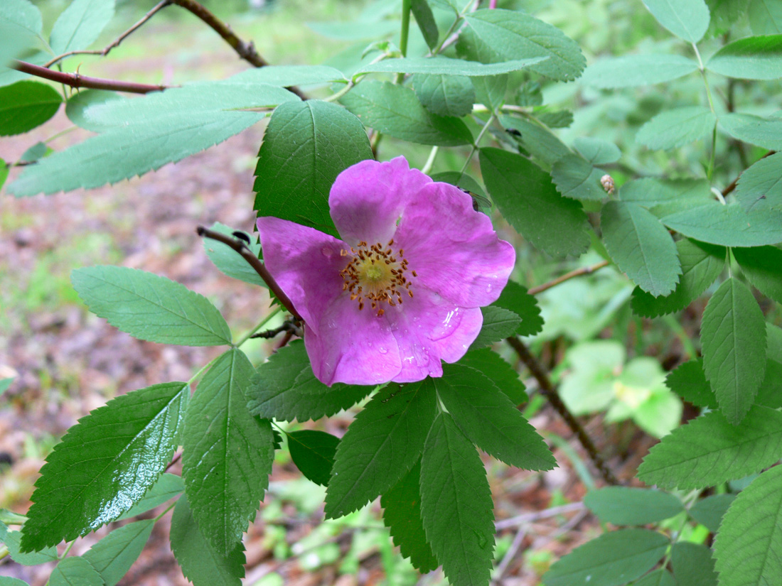 Изображение особи Rosa cinnamomea.