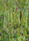 Carex diluta