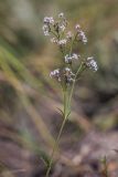 Asperula graveolens. Верхушка цветущего растения. Ростовская обл., Шолоховский р-н, окр. станицы Вёшенская, пески. 12.06.2022.