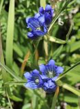 Gentiana decumbens