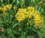 Senecio sarracenicus. Верхушка побега с соцветиями. Тверская обл., Весьегонск, в культуре, происхождение: Тверская обл., г. Тверь, Заволжский р-н, окр. Вагоностроительного завода, берег Волги. 2 августа 2022 г.