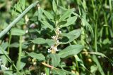 род Polygonum. Верхушка цветущего растения. Республика Ингушетия, Джейрахский р-н, башенный комплекс Таргим, луг рядом с башнями. 21 июня 2022 г.