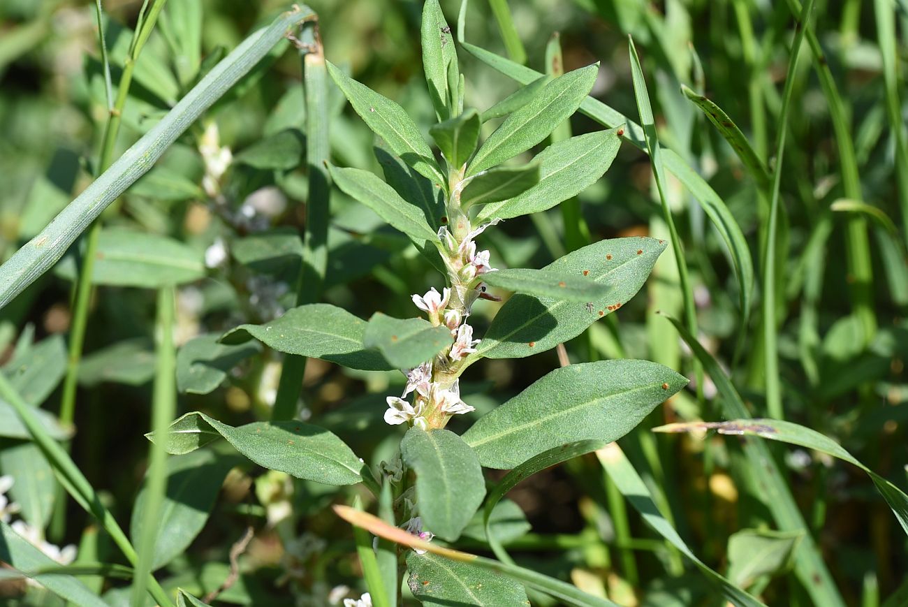 Изображение особи род Polygonum.