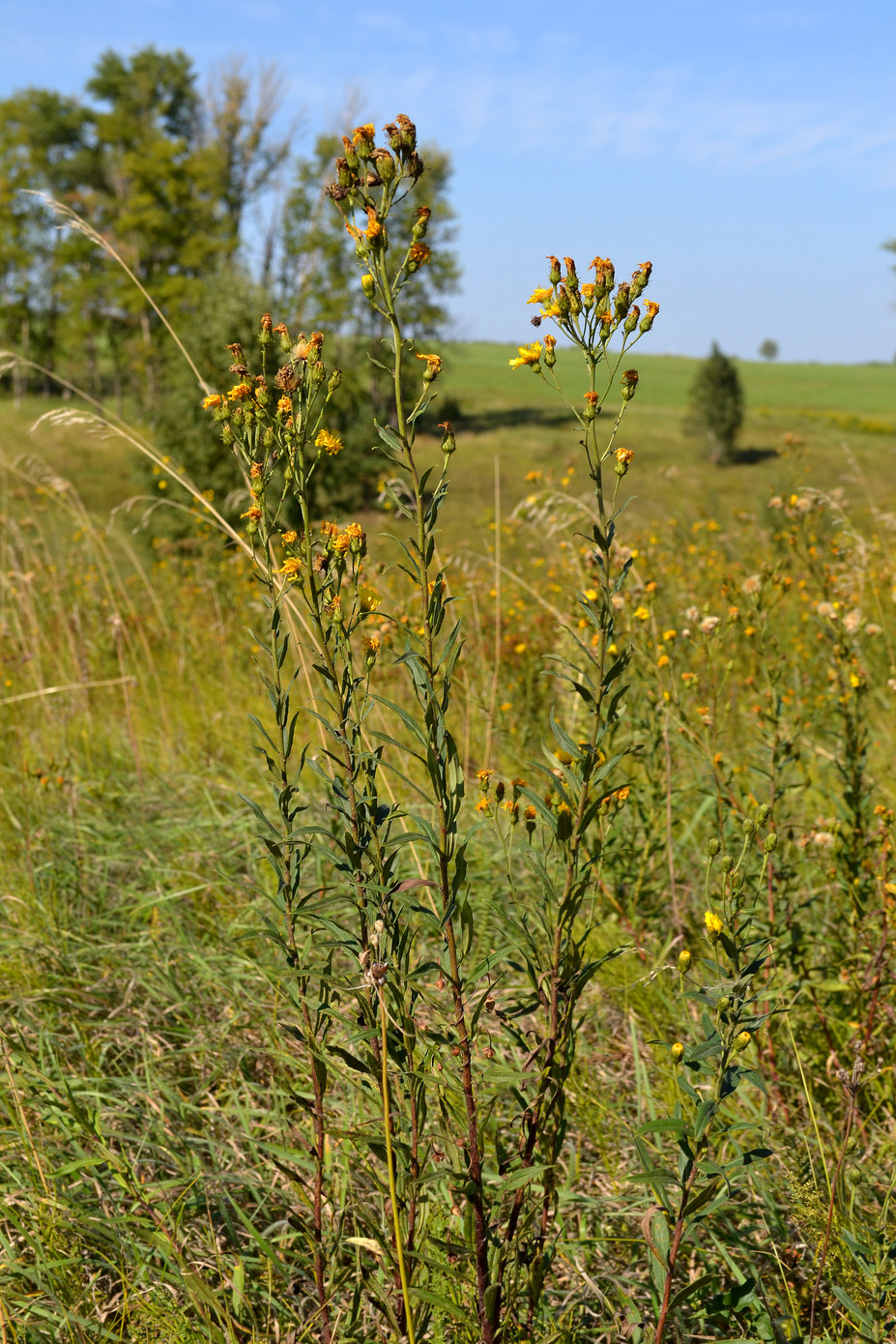 Изображение особи род Hieracium.