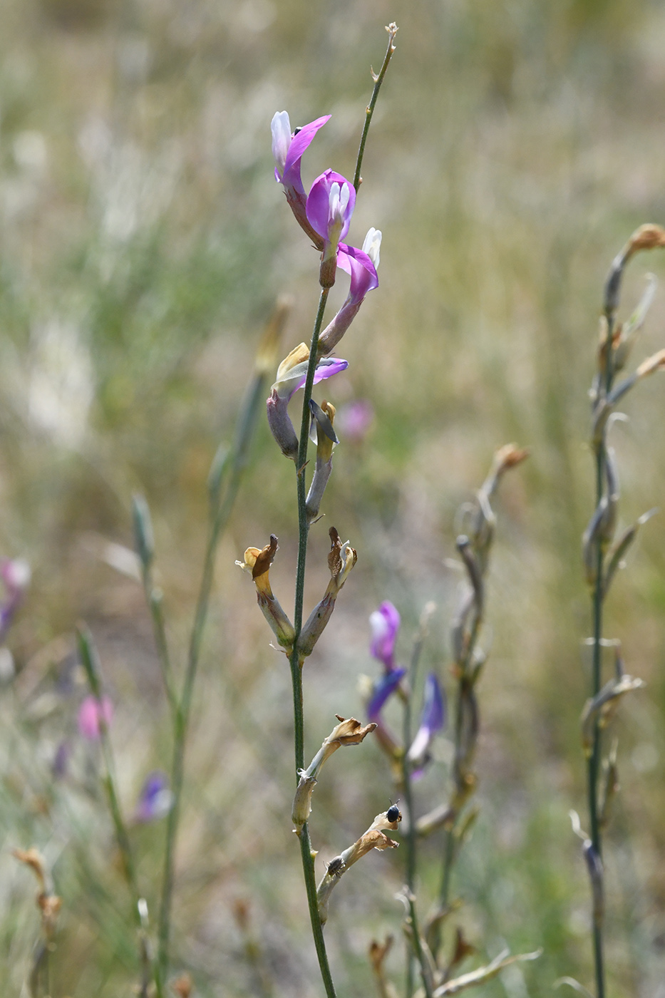 Image of Astragalus kustanaicus specimen.