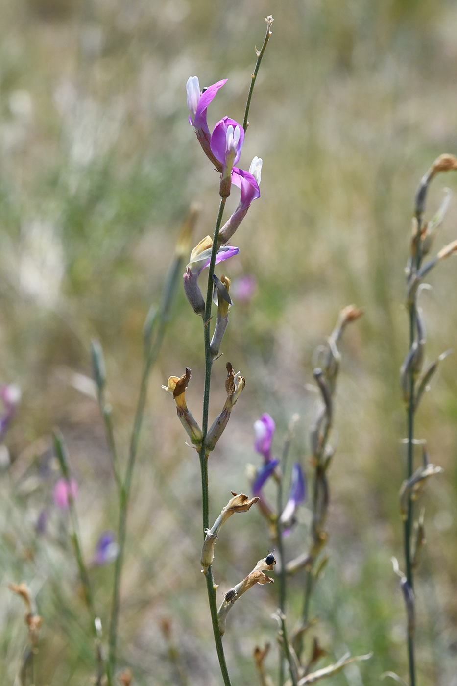 Изображение особи Astragalus kustanaicus.