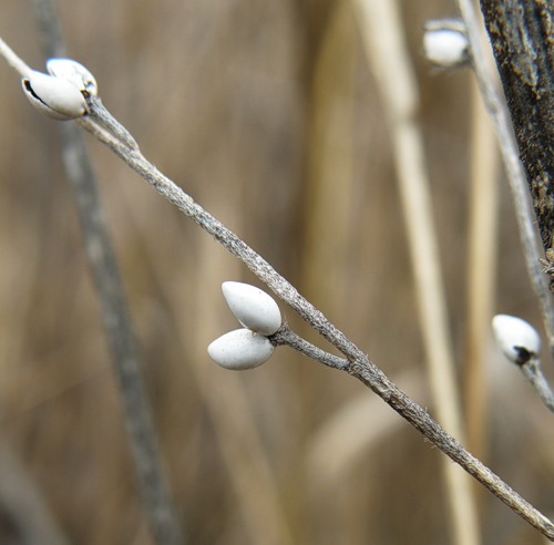 Image of Lithospermum officinale specimen.