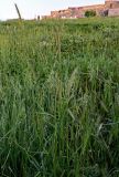 Hordeum bulbosum