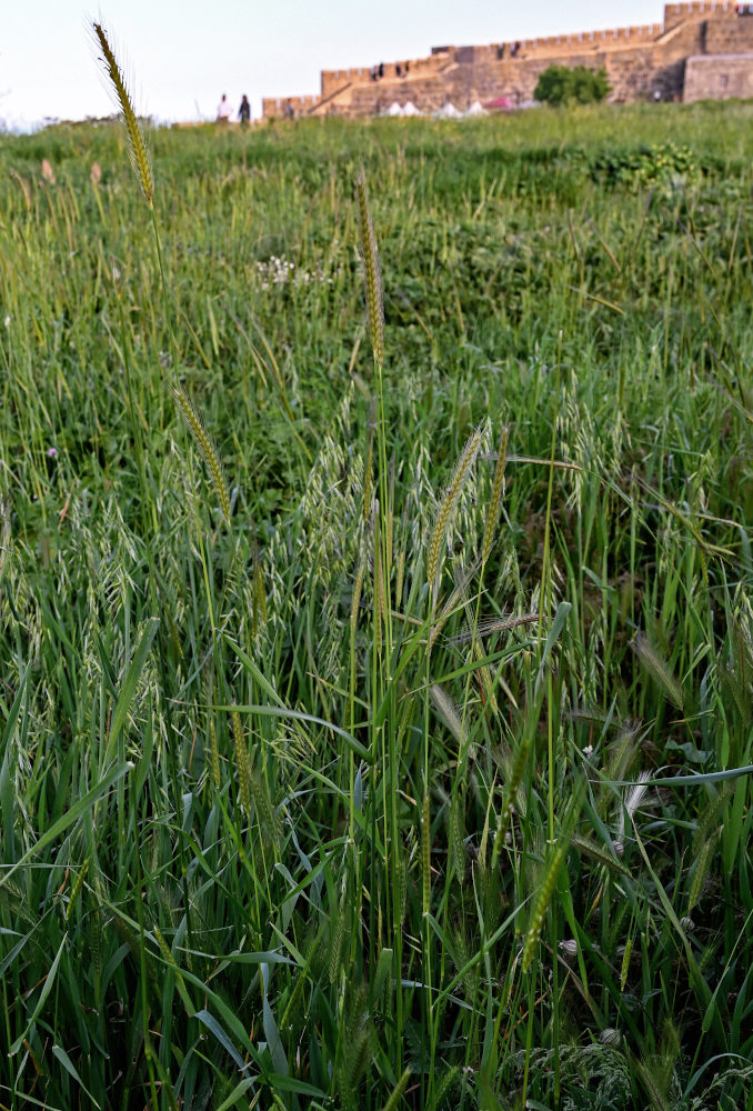 Изображение особи Hordeum bulbosum.