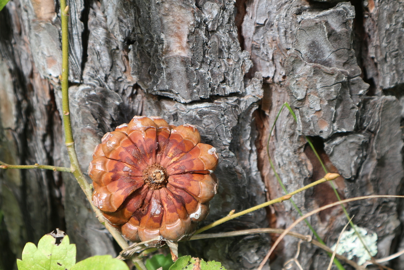 Изображение особи Pinus pinea.