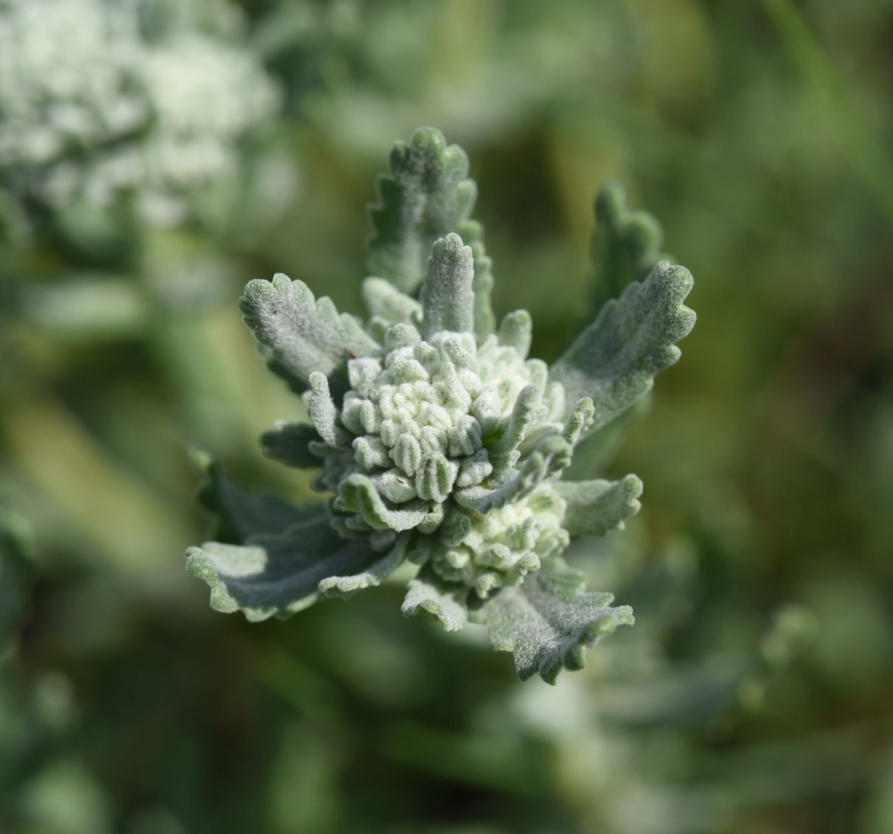 Изображение особи Teucrium capitatum.