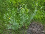 Potentilla argentea