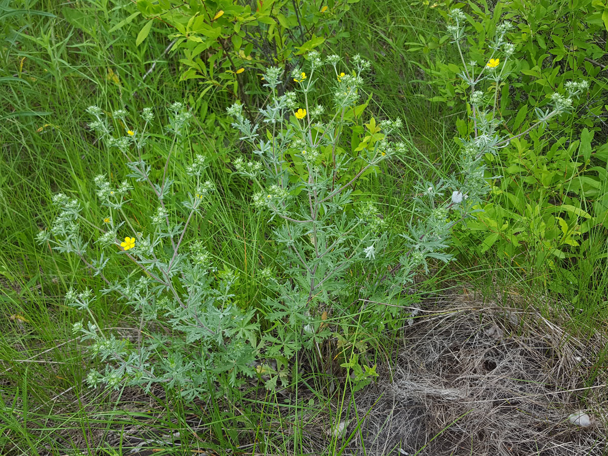 Изображение особи Potentilla argentea.