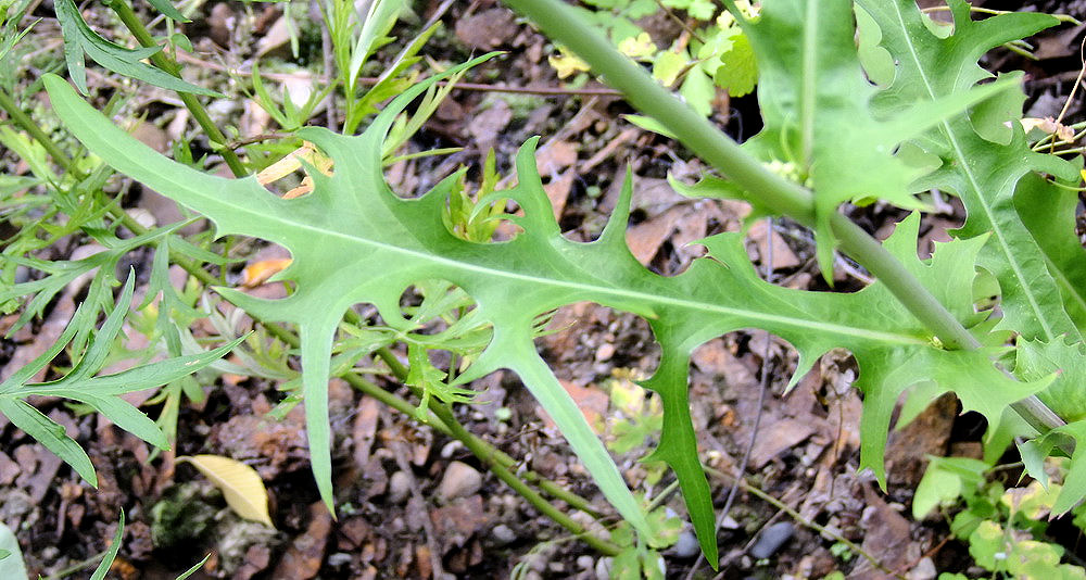 Изображение особи Lactuca indica.