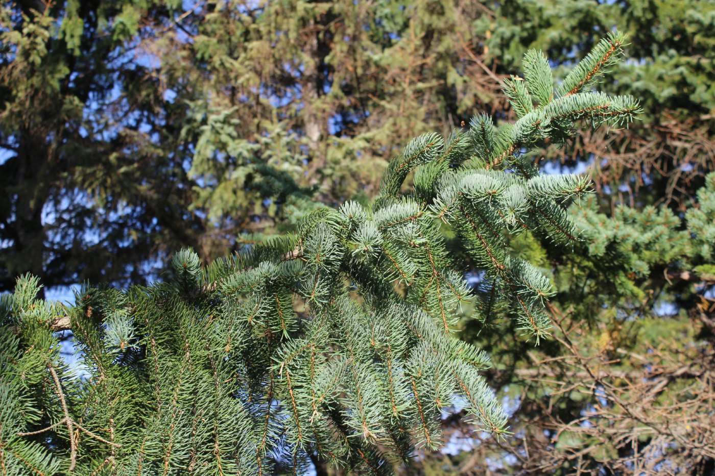 Изображение особи Picea koraiensis.