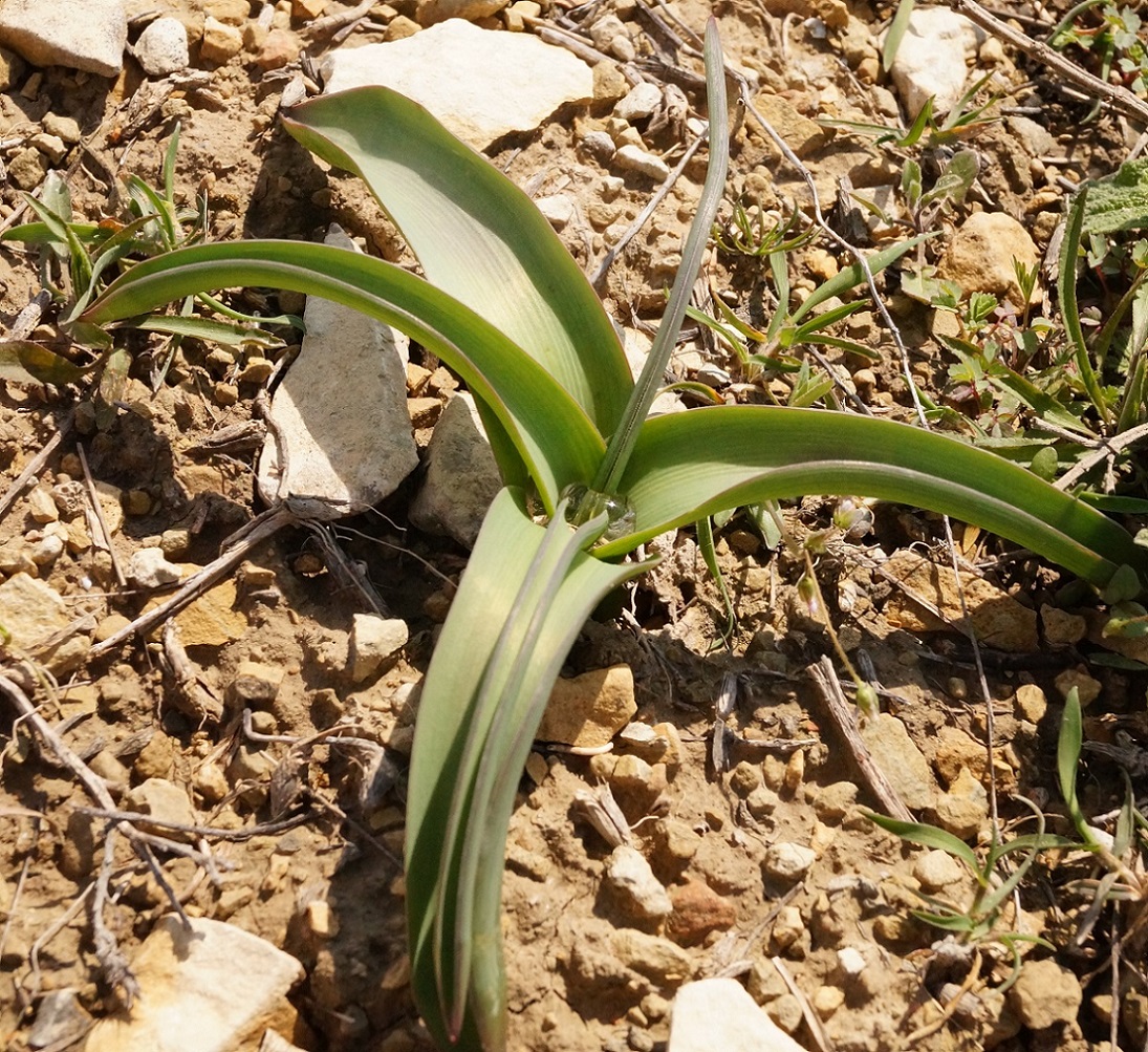Image of Bellevalia sarmatica specimen.