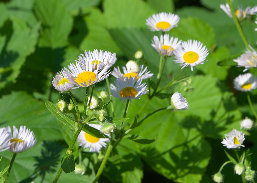 Изображение особи Erigeron strigosus.