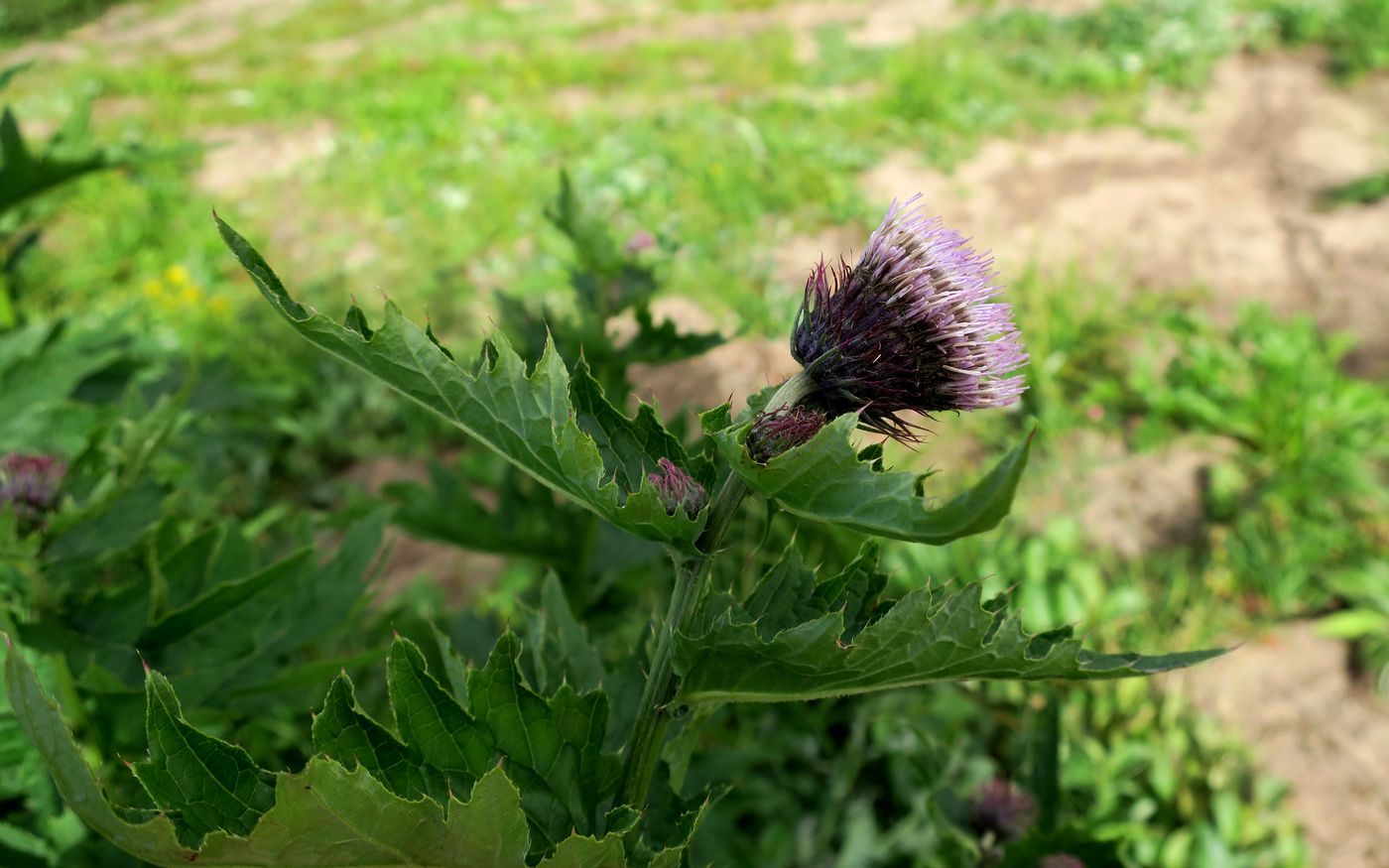 Image of Cirsium kamtschaticum specimen.