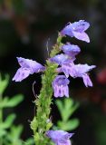 Penstemon heterophyllus. Верхушка соцветия. Республика Алтай, Шебалинский р-н, с. Камлак, Горно-Алтайский ботанический сад, в культуре. 03.07.2022.