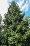 Thuja occidentalis. Взрослое дерево. Северная Осетия, Владикавказ, в культуре. 23.07.2022.