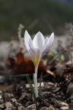 Crocus tauricus