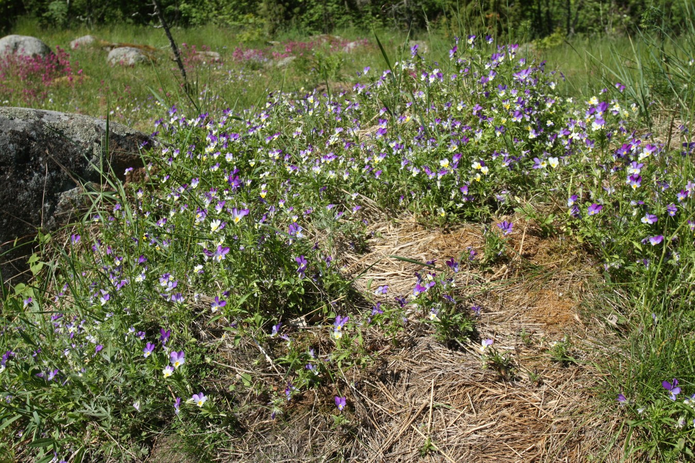 Image of Viola maritima specimen.