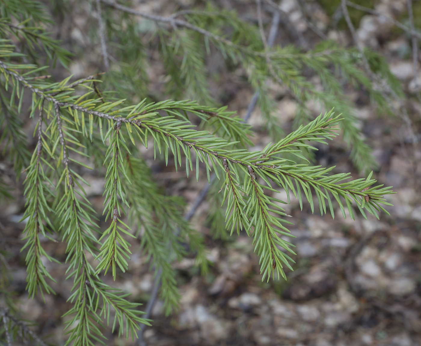 Image of Picea &times; fennica specimen.