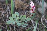 Corydalis ledebouriana