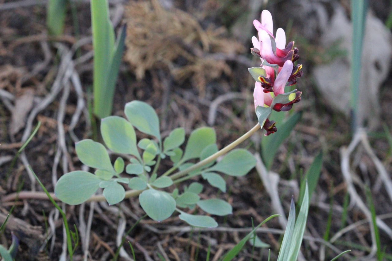 Image of Corydalis ledebouriana specimen.