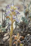 Orobanche cumana. Цветущее растение (паразитирует на Artemisia sp.). Казахстан, Мангистауская обл., Мангистауский р-н, 480 км трассы А-33; щебнисто-глинистая пустыня. 06.06.2022.