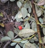 genus Cotoneaster. Часть плодоносящей веточки (видна абаксиальная поверхность листьев). Москва, ботанический сад МГУ \"Аптекарский огород\", \"Альпийская горка\", в культуре. 18.09.2022.