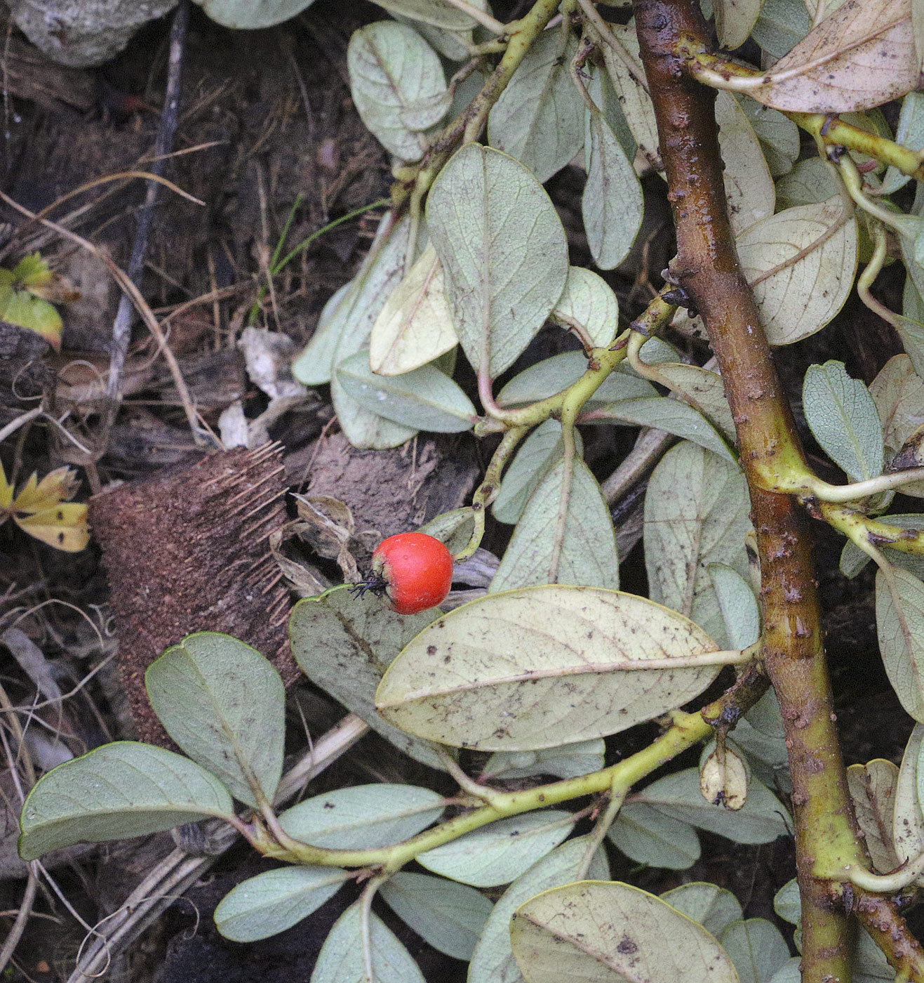 Image of genus Cotoneaster specimen.