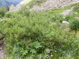 genus Salix. Плодоносящее растение. Карачаево-Черкесия, Урупский р-н, Кавказский биосферный заповедник, Имеретинское ущелье, ≈ 2200 м н.у.м., скалы под Верхним Имеретинским водопадом. 28.07.2022.